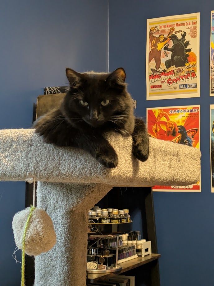a fluffy black kitten perched on the top level of a cat tree, staring intently to the left at something off-camera (my bowl of popcorn)