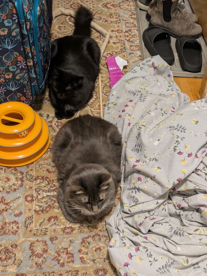 two bad cats (a fluffy grey tabby and a fluffy black kitten) sitting on a patterned rug in a hallway, next to some hallway detritus (luggage, shoes, cat stuff, a duvet cover in need of washing)