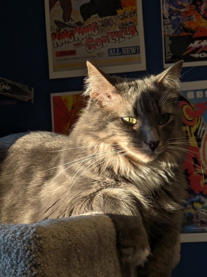 a fluffy grey tabby caught in a VERY bright ray of light from the window, facing to the right. he is sitting on the top level of a beige carpeted cat tree, his paws over the edge. colourful posters are behind him.