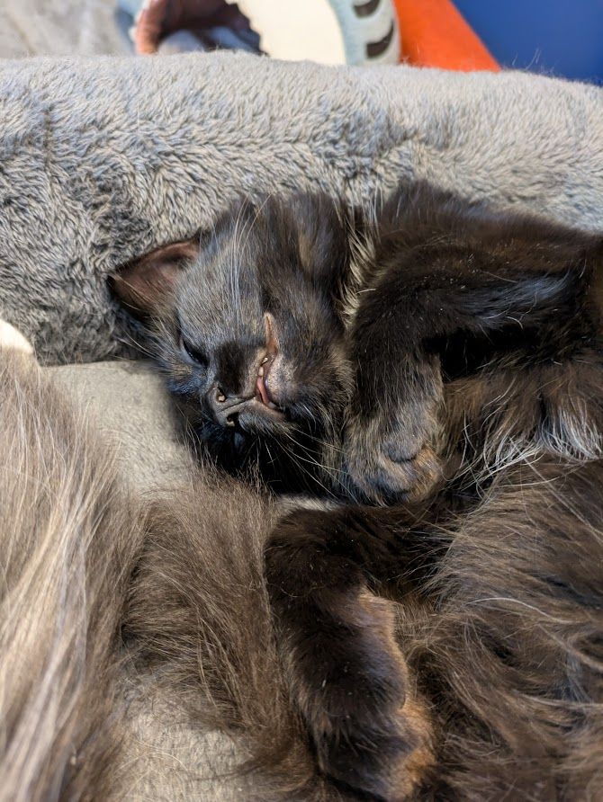 a fluffy black kitten VERY asleep, sprawled on her side in a rectangular grey cat bed. her mouth is slightly open to show her tongue and a few teeth.
