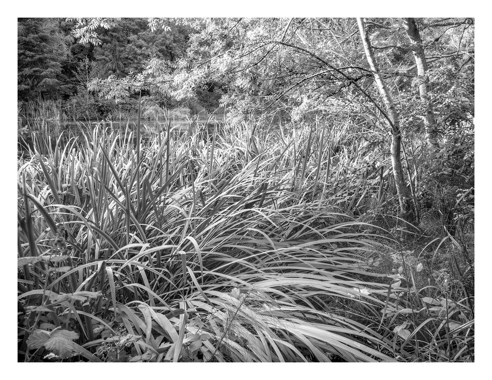 A black and white photograph of a dense growth of grass-like plants. These plants are commonly found in moist or wet areas, such as the edge of a pond or wetland visible in the background. 