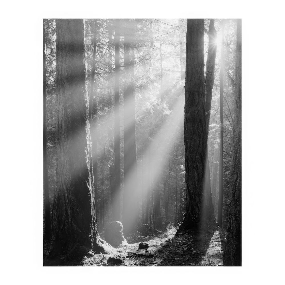 Some fog and early morning sun helped create these sunbeams in the forest area along Charlie's Trail on the grounds of Royal Roads University, October 2016. The photo was taken with an Ebony 4x5 view camera and a 270mm lens.