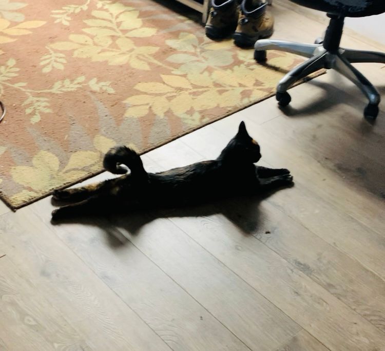 Relaxed black tortie kitten outstretched on the floor and holding her tail straight up in a perfect little curl 