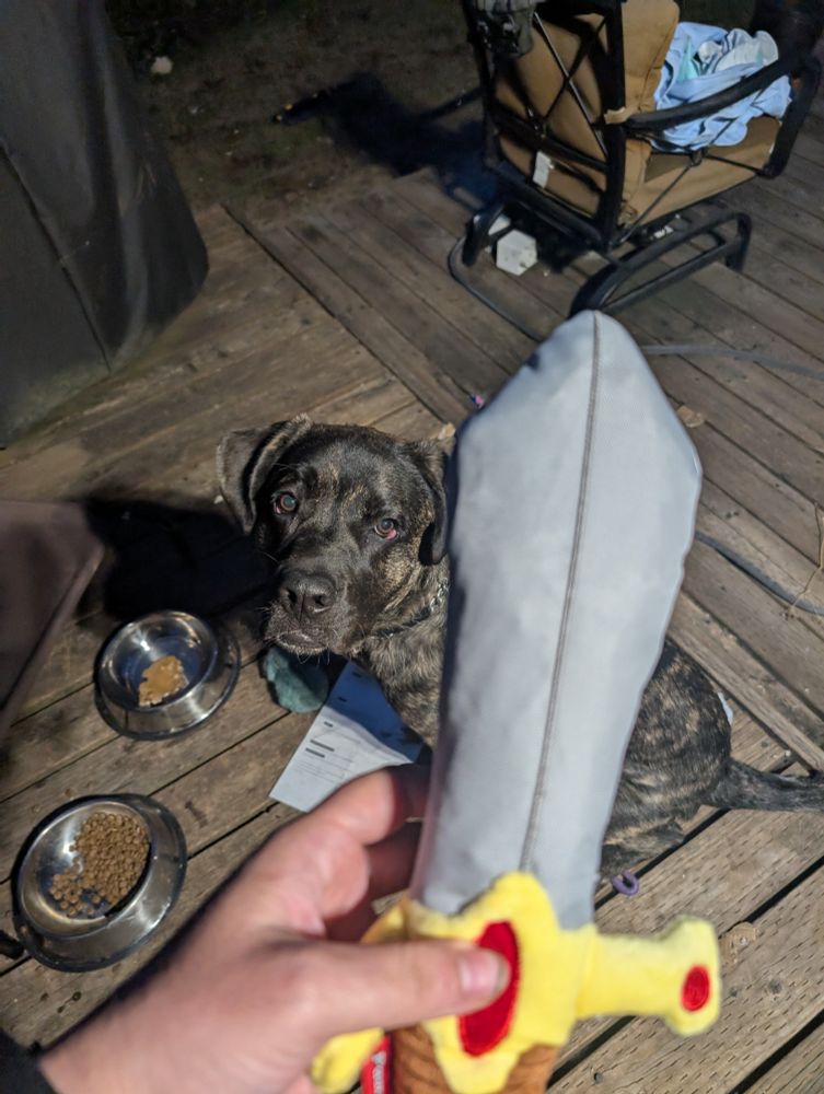 Give a dog a sword