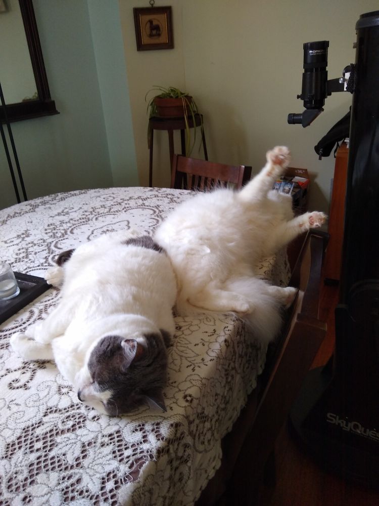 A grey and white cat and a white cat, both relaxing on a lace tablecloth.