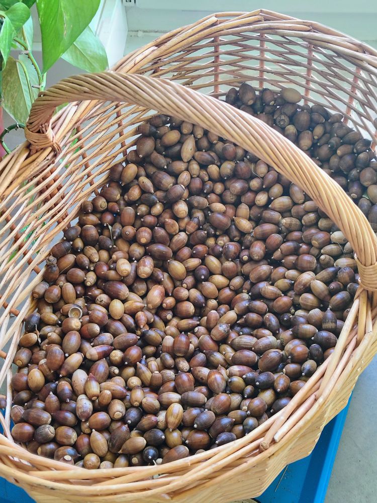 A basket full or acorns