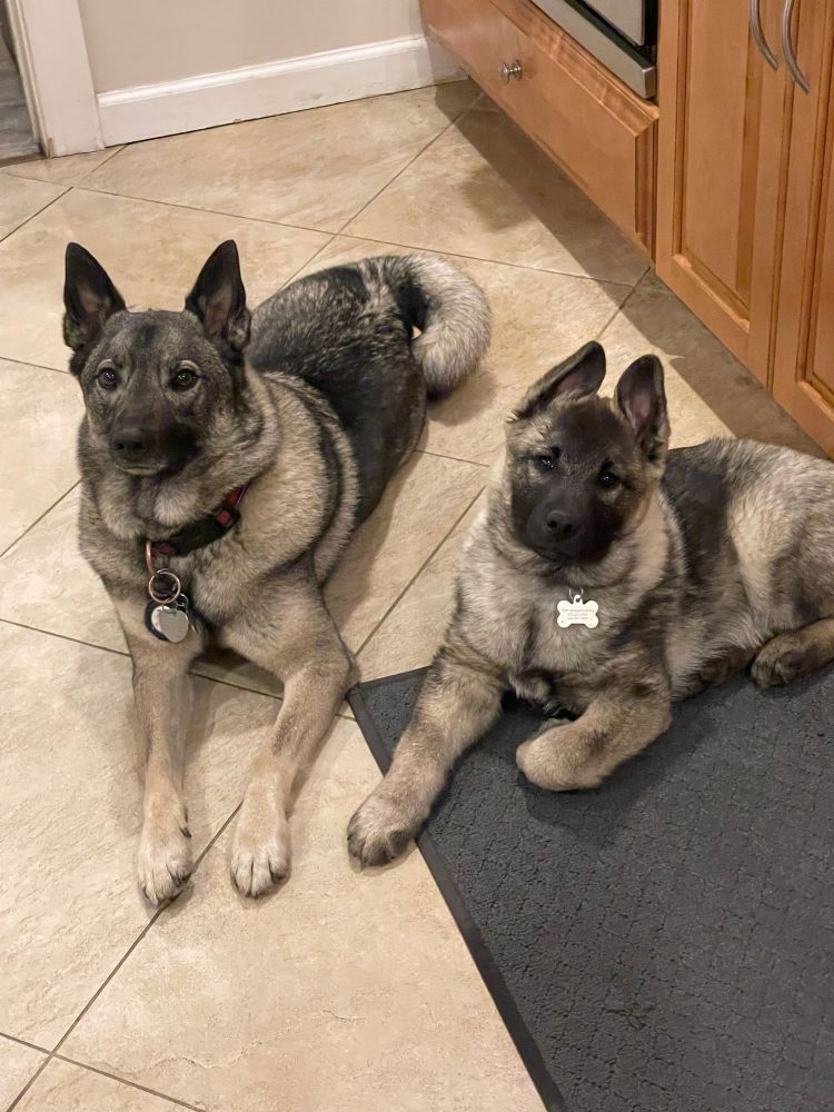 Two Elkies; one an adult and one a puppy, sitting on a kitchen floor looking absolutely adorable.