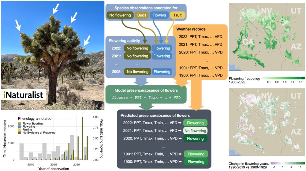 Reconstructing 120 years of climate change impacts on Joshua tree flowering