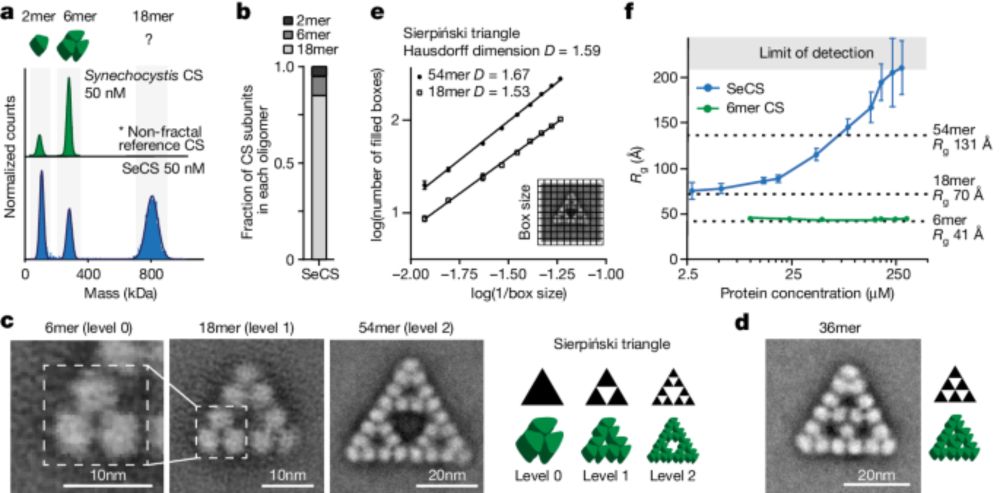 Emergence of fractal geometries in the evolution of a metabolic enzyme - Nature