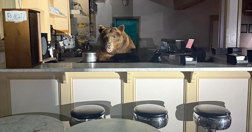 Deputies from the El Dorado County Sheriff's Office arrived to find a bear Sunday at the ice cream shop at Camp Richardson in South Lake Tahoe, according to a news release.
