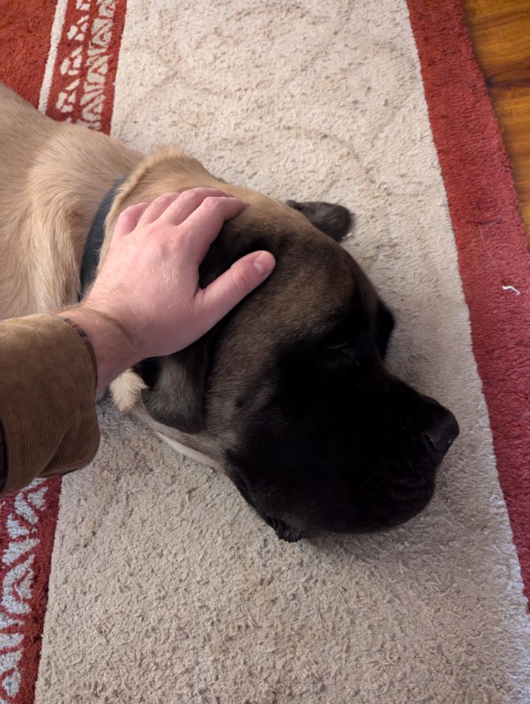 the head of an english mastiff lying on a rug with a hand resting on his ear; the hand is about a third of the length of the head