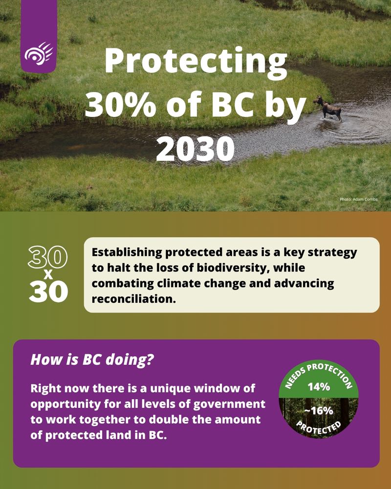A photo of a moose standing in a wetland. Photo: Adam Combs

Protecting 30% of BC by 2030
Establishing protected areas is a key strategy to halt the loss of biodiversity, while combating climate change and advancing reconciliation.

How is BC doing?
14% needs protection; ~16% is currently protected
Right now there is a unique window of opportunity for all levels of government to work together to double the amount of protected land in BC.