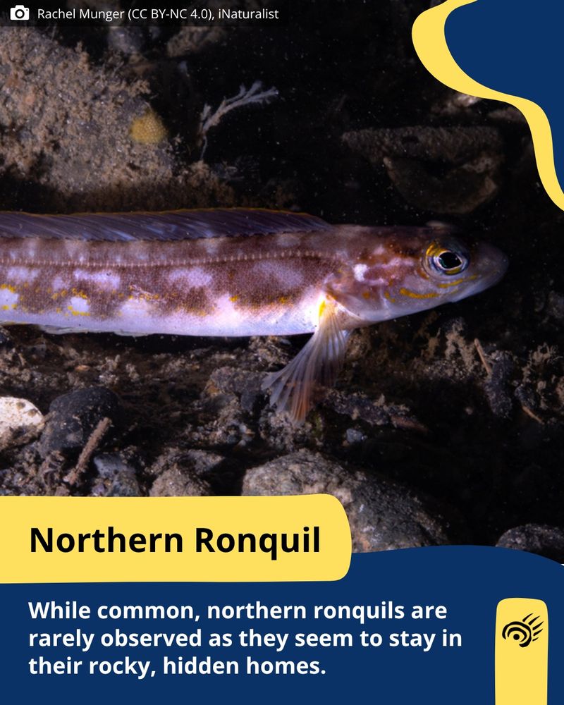 A northern ronquil, a long fish speckled dark and light gray swims on the sea floor.
Photo by: Rachel Munger (CC BY-NC 4.0), iNaturalist
Text: While common, northern ronquils are rarely observed as they seem to stay in their rocky, hidden homes. 