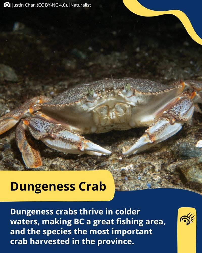 A Dungeness crab, coloured grey with orange highlights, walks on the rocky sea floor.
Photo by: Justin Chan (CC BY-NC 4.0), iNaturalist
Text: Dungeness crabs thrive in colder waters, making BC a great fishing area, and the species the most important crab harvested in the province.