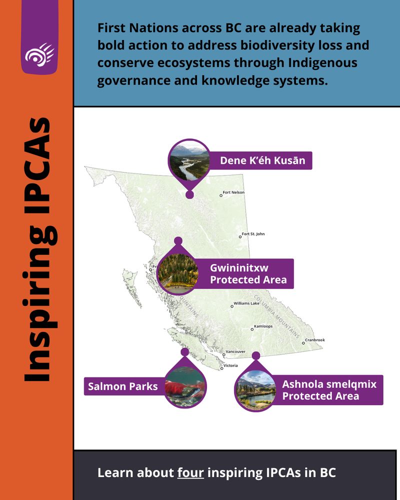 A map of British Columbia showing locations of IPCAs
Dene K'éh Kusān in northern BC
Gwininitxw Protected Area in central BC
Salmon Parks on the west coast of Vancouver Island
Ashnola smelqmix Protected Area in southern central BC
Infographic text:
First Nations across BC are already taking bold action to address biodiversity loss and conserve ecosystems through Indigenous governance and knowledge systems.
