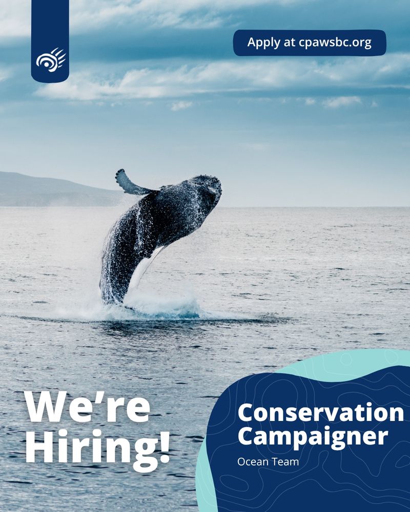 A humpback whale breaches out of ocean water
Text: We're Hiring!
Conservation Campaigner - Ocean Team
Apply at cpawsbc.org