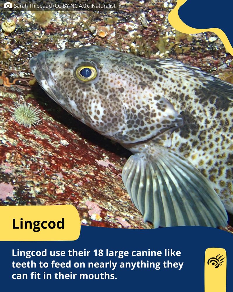 A lingcod, a long fish speckled with brown spots and with a bright yellow eye rests on the rocks of the sea floor.
Photo by: Sarah Thiebaud (CC BY-NC 4.0), iNaturalist
Text: Lingcod use their 18 large canine like teeth to feed on nearly anything they can fit in their mouths.