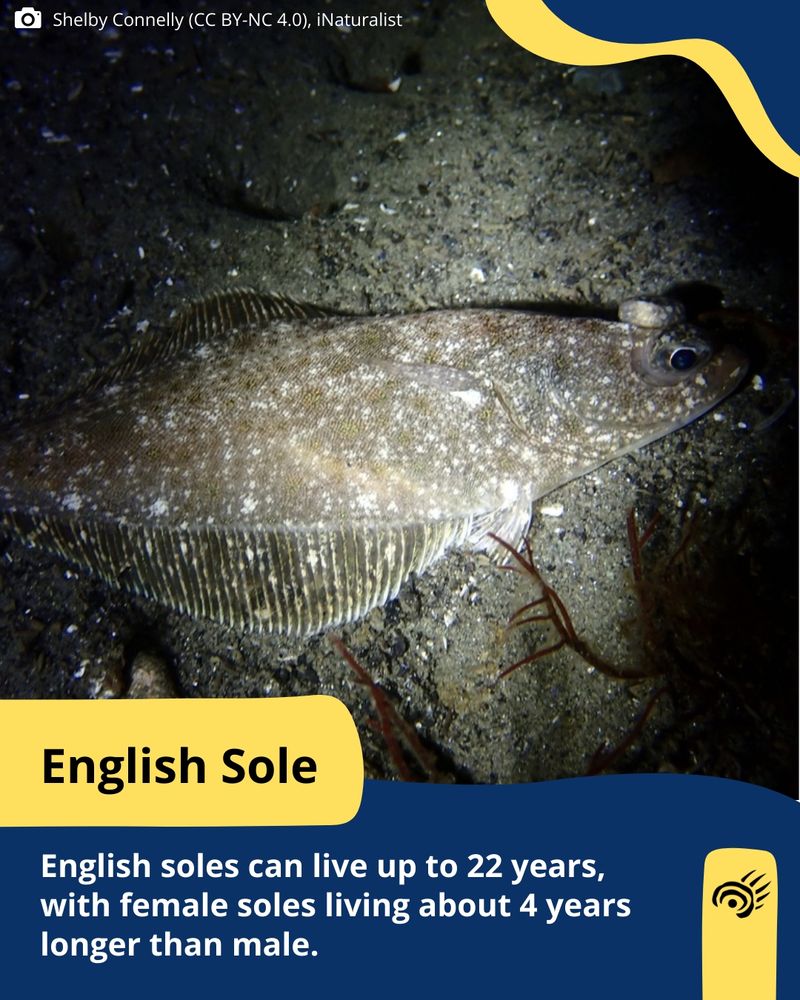 An English sole, a brown flatfish with white speckles and eyes on the right side of its head, sits on the sea floor
Photo by: Shelby Connelly (CC BY-NC 4.0), iNaturalist
Text: English soles can live up to 22 years, with female soles living about 4 years longer than male. 