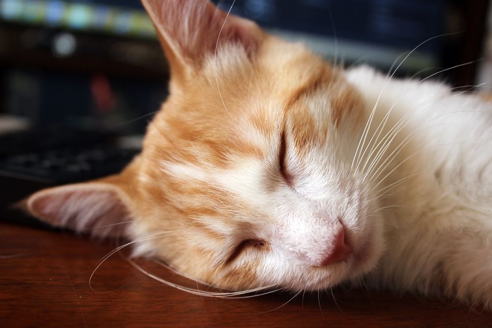Orange and white kitten sleeping 