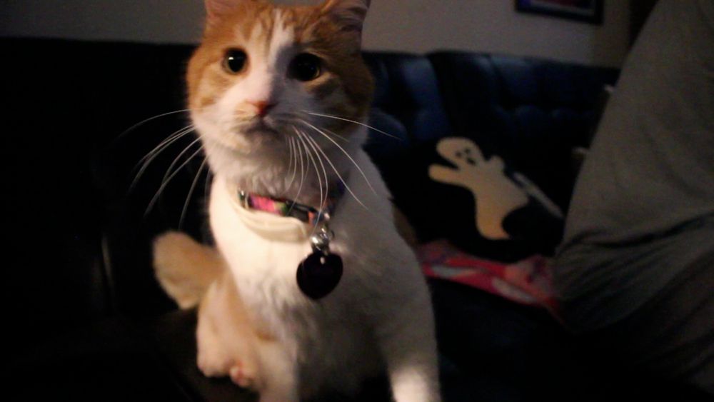 Orange and white cat, not embarrassed 
