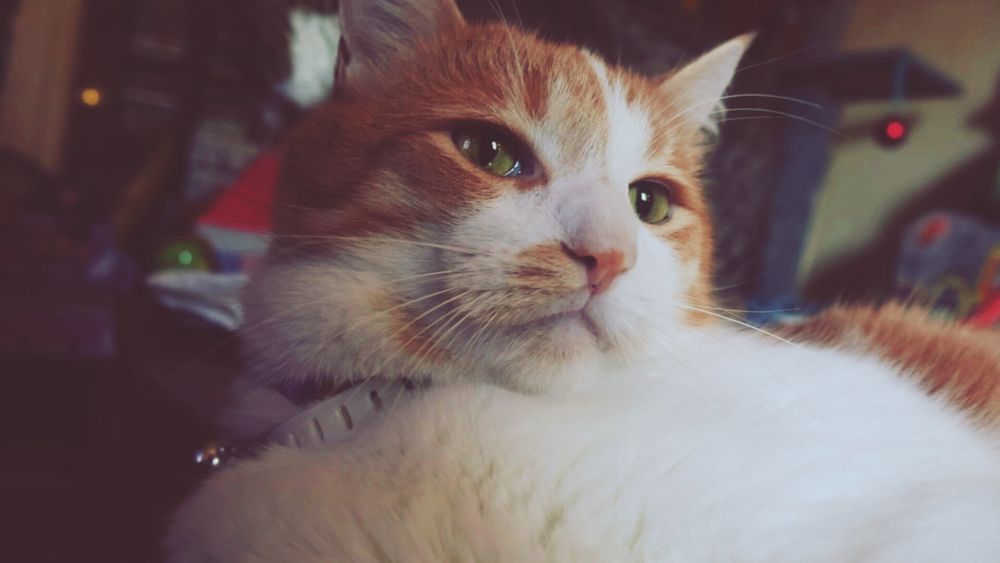 Orange and white cat, cute but a bit weary. He says, "Good morning Gonzobongos! Here's hoping we have a jerk-face free Caturday."