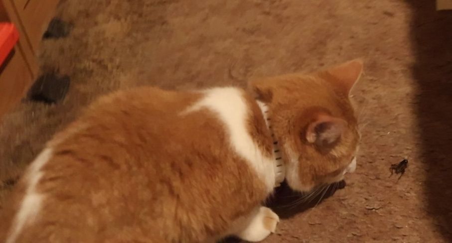Orange and white cat looking at a cricket
