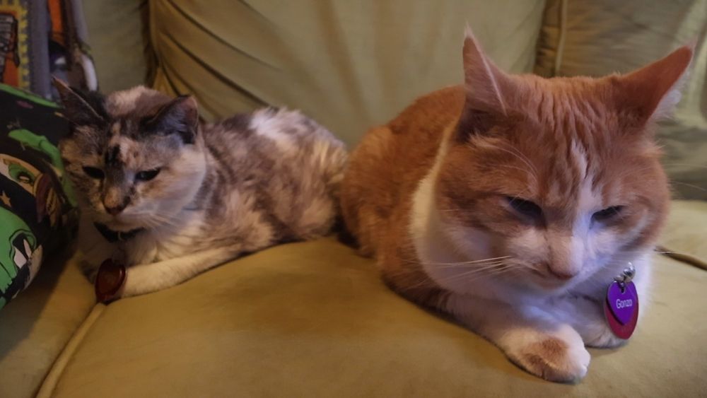 Orange and white cat and dilute tabbico cat on a couch together 
