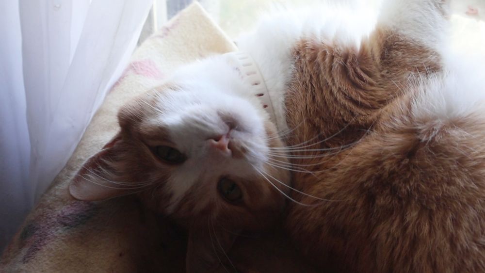 Orange and white cat in a window basket. The temperature is currently 103⁰ fahrenheit, 39.4⁰ Celsius 