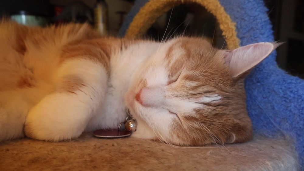Orange and white cat sleeping with one ear folded under his head. He says, 