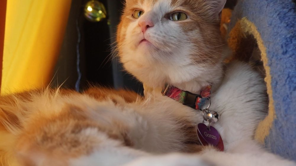 Orange and white cat with an odd expression. He says, "Good morning Gonzobongos! We won't let the bastards win "