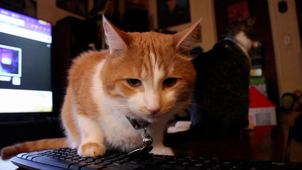 Orange and white cat with a paw on a keyboard, looking cranky