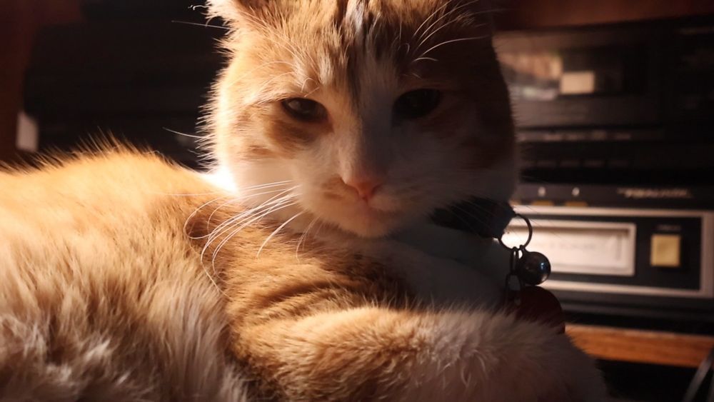 Orange and white cat, dramatically lit. He says, "Good morning Gonzobongos. Someday, and that day may never come, I will call upon you to do a service for me. But until that day, accept this skeet as a gift on my daughter's wedding day.