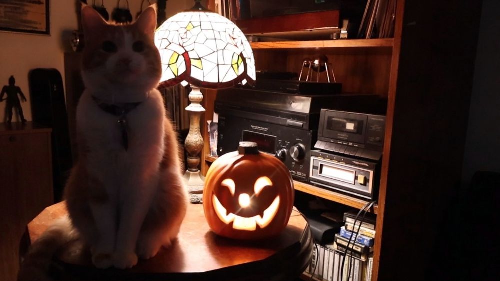 Orange and white cat next to an artificial jack-o'-lantern 