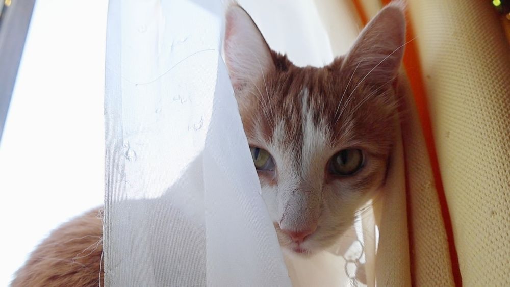 Orange and white cat with head through a hole he tore in a sheer white curtain. His behavior report is 95% good, 5% tore a new hole in the curtain (vandalism.)