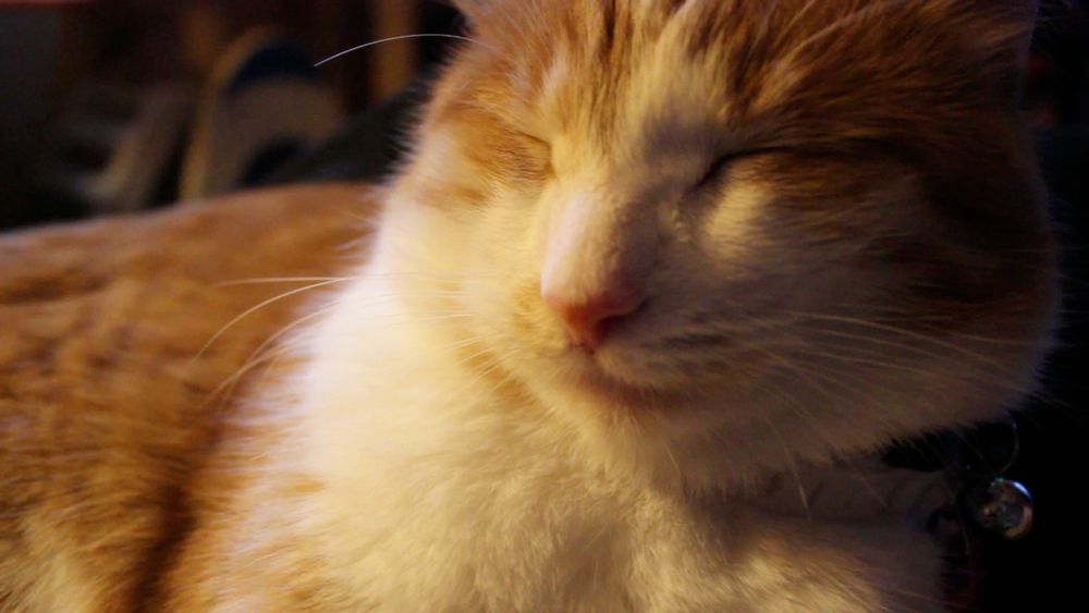 Orange and white cat, fluffy. He says, "Good morning Gonzobongos! I'm feeling extra fluffy today."