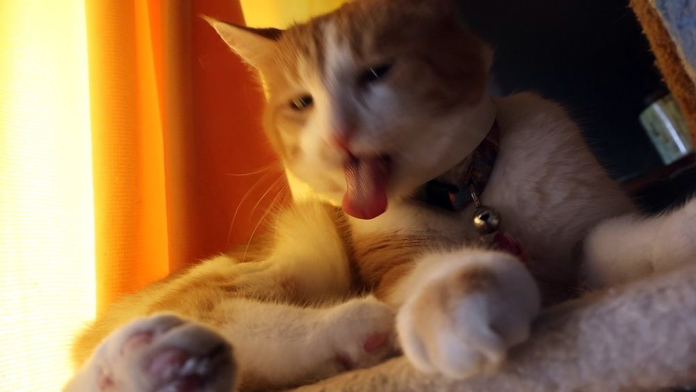 Orange and white cat sticking his tongue all the way out like such a goober. His behavior report is 100% good.