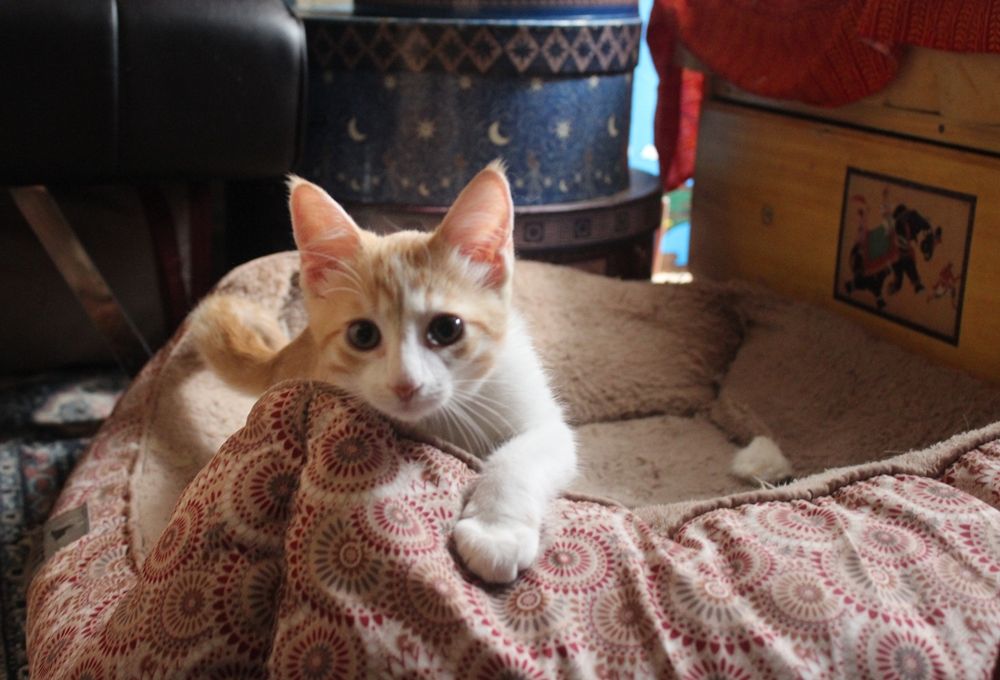 Orange and white kitten stands possessively in a huge dog sized bed