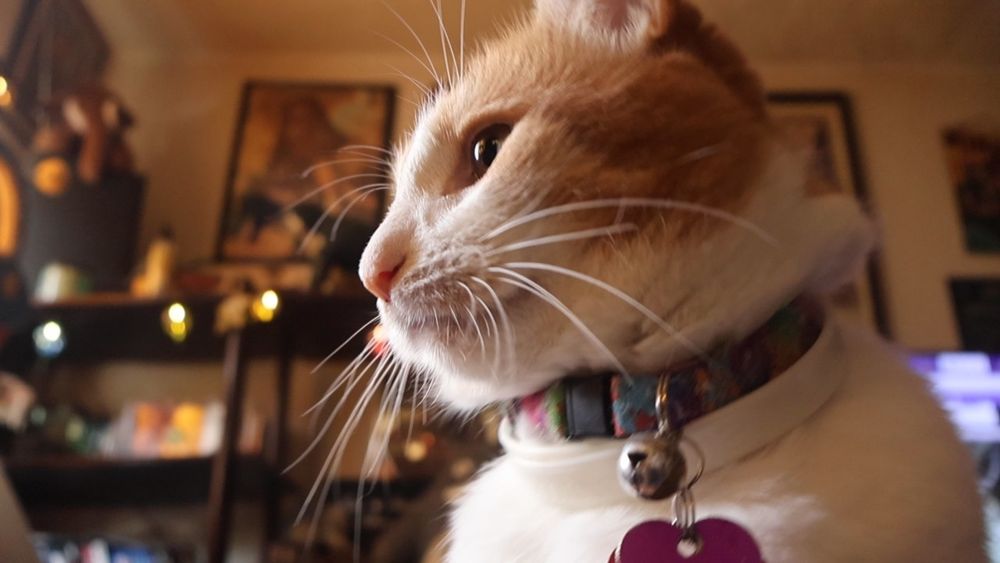 Orange and white cat is sick of the bullshit 