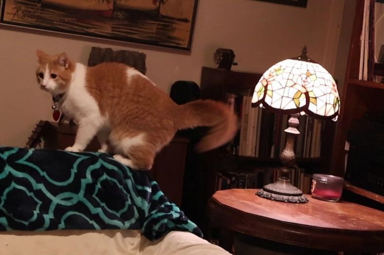 Orange and white cat on the back of a chair with pouffy tail 