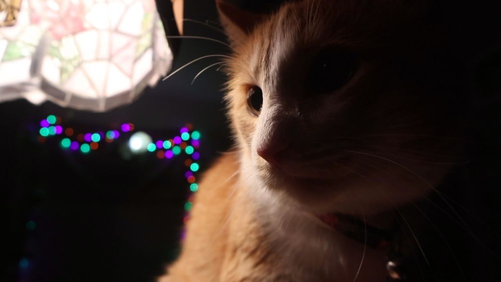 Orange and white cat in dramatic light. His behavior report is 90% good, 5% knocked the remotes on the floor, 5% harassed Ludo