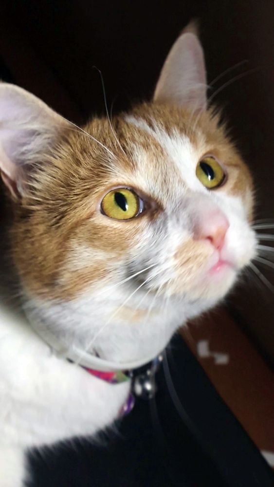 Orange and white cat dramatically lit. His behavior report is 100% good and mostly brave.