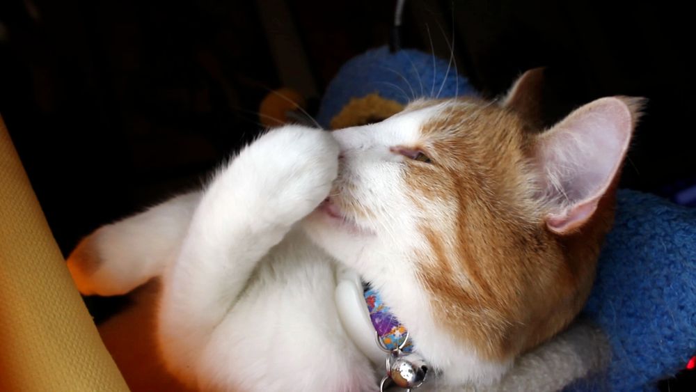 Orange and white cat covering his nose