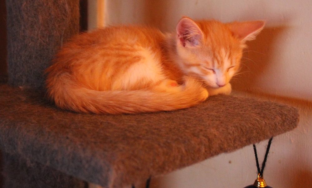 Orange and white kitten sleeping sweetly 