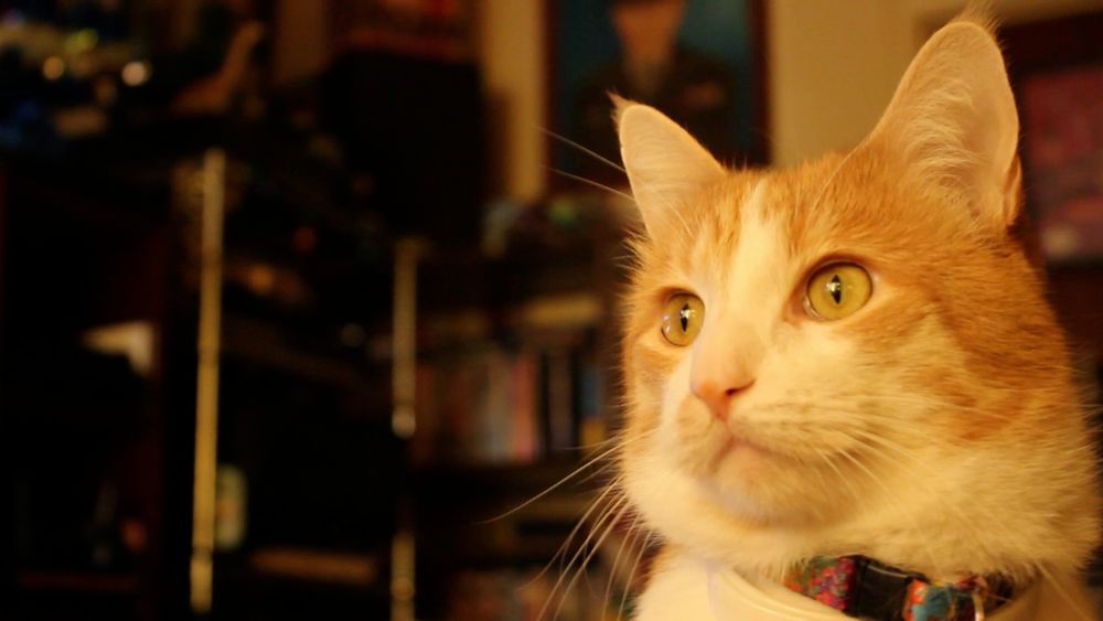 Orange and white cat, a noble beast. His behavior report is 95% good, 5% went behind the TV 