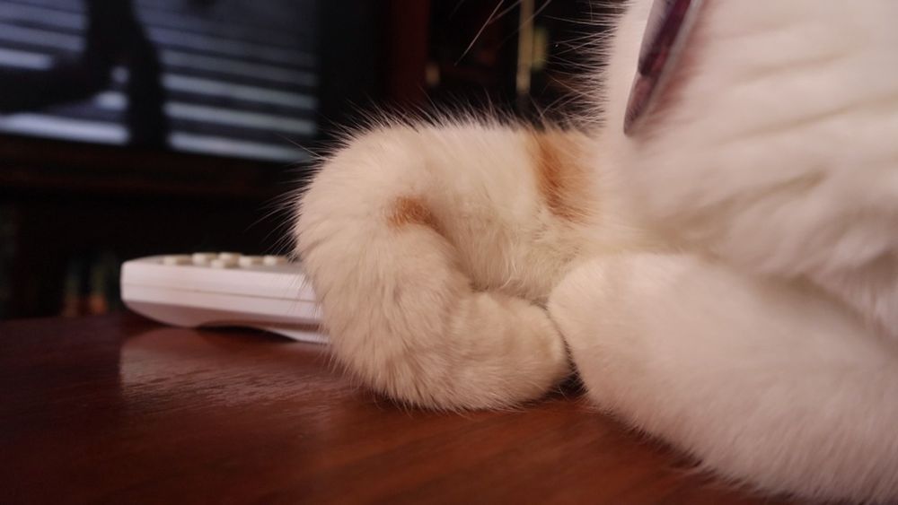 Folded paw of orange and white cat 