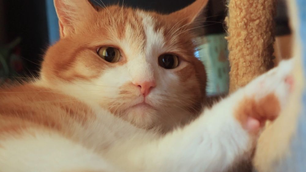 Orange and white cat looking a bit disturbed. He says, "Good morning Gonzobongos! I'm up early and don't like it!"