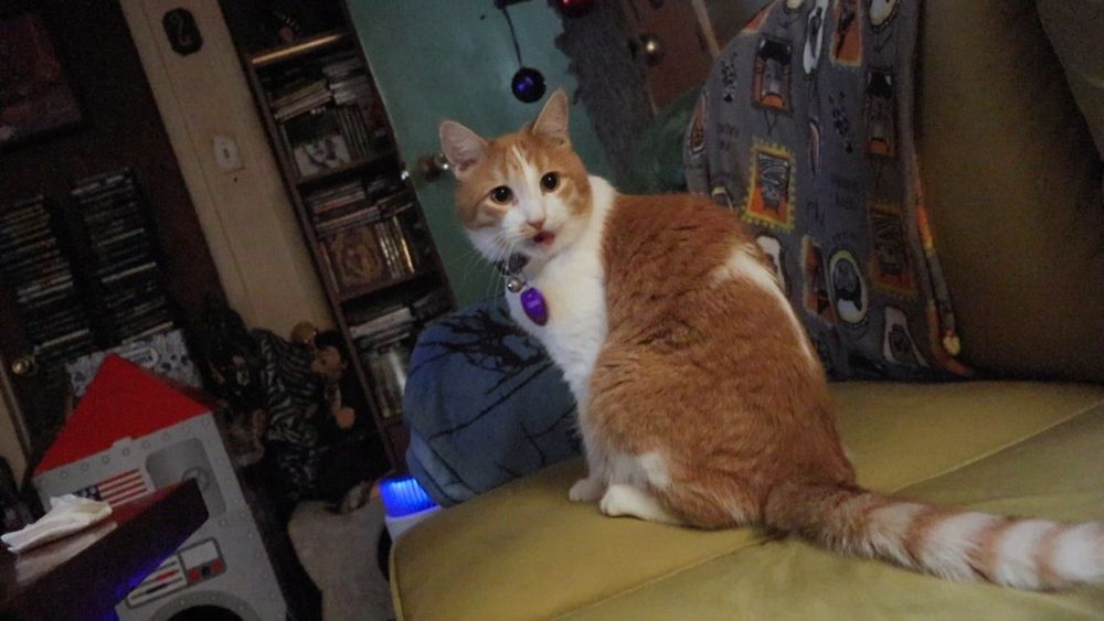 Orange and white cat sticking his tongue out at his own tail 