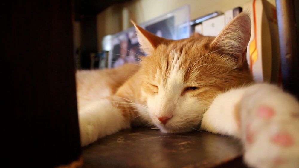 Orange and white cat on a shelf. He says, "good morning Gonzobongos! I'm trying to get some thinking done."