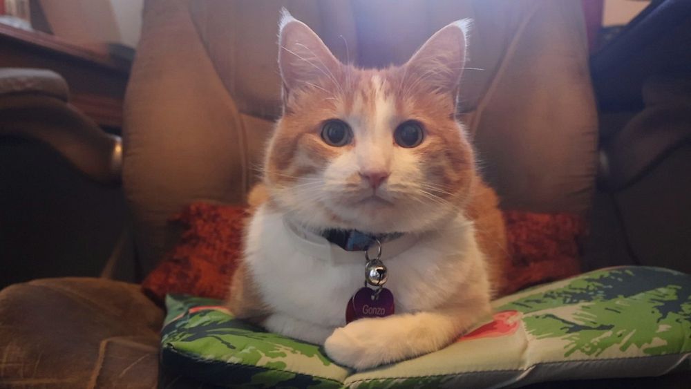 Orange and white cat on an office chair looking sweet and friendly 