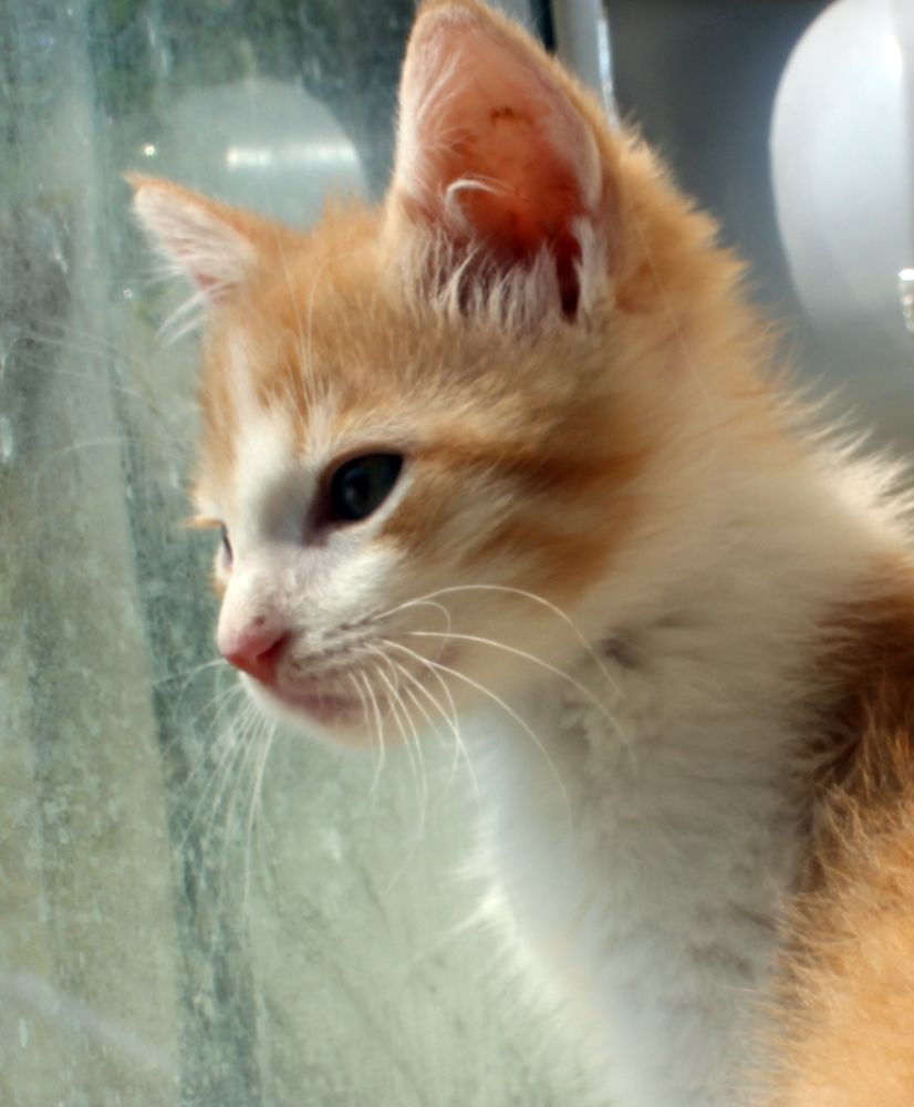 Orange and white kitten intently looking out of a window 